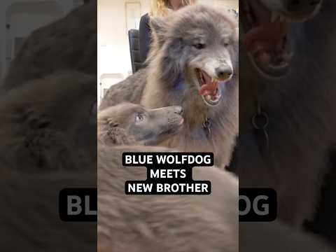 Blue Wolfdog meets her new Blue Wolfdog Brother  #bluewolfdog #bluewolf