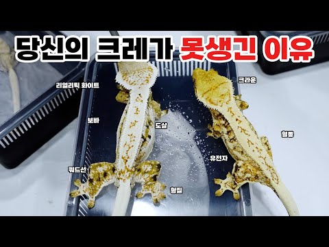 Why Overseas Breeders' Cradles Are So Good, and the Inconvenient But Acceptable Truth About Reali...