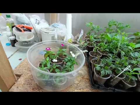 Небольшой обзор теплицы. 29 октября. 