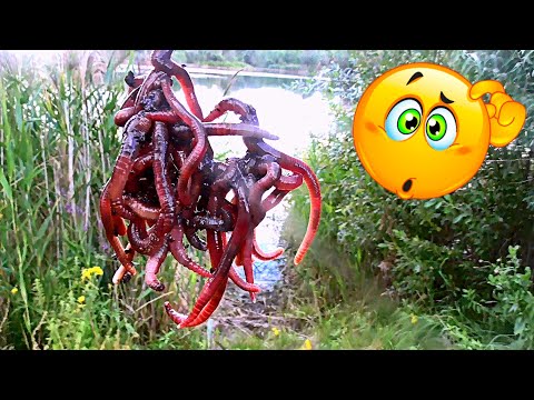 Как Караси реагируют на ПУЧОК ЧЕРВЕЙ?! Подводная съемка