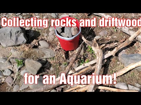Collecting rocks and driftwood for an aquarium