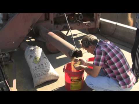 Работа очистителя вороха ОВС 25 в фермерском хозяйстве Урожайное