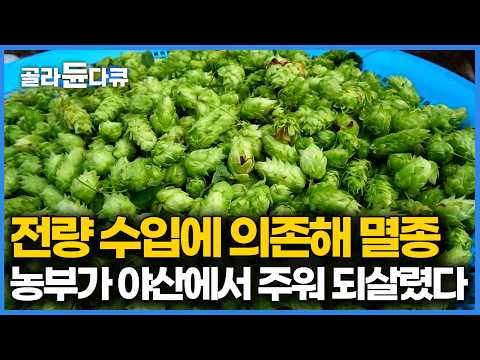 한국에서 품종이 아예 사라진 줄 알았는데, 야산에서 우연히 주운 뿌리를 다시 살려본 농부 그 결과｜한국기행｜#골라듄다큐