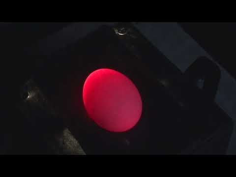 Как проверить куриное яйцо перед закладкой в инкубатор.Результат инкубации в конце фильма.