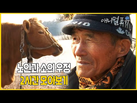 할아버지 곁을 25년 간 지켜온 사람 나이 80세 소 누렁이✨ 도합 200년이 넘은 세 노인의 섬 생활 이야기 | 노인과 소 | KBS 인간극장 2017 방송