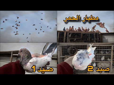 اول مطيار للحمر + صيد ٢ تور 