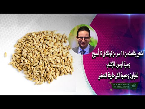 الشعير يخلصك من ١١ سم من كرشك فى ١٢ أسبوع -وصية الرسول للإكتئاب-للقولون وحصوة الكلى-طريقة التحضير