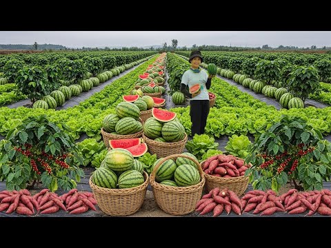 Relax With Harvest: Watermelon, Lettuce, Pick Coffee, Sweet Potato, Rice Cracker, Aster Flower...