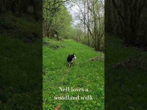 Beautiful Irish Woodland. #bordercollie #ireland #woodlandwalk