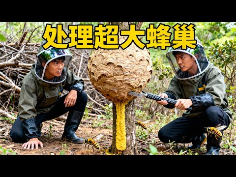 破纪录名场面！小成哥挖出 30 斤巨型虎头蜂窝，掀开瞬间全场惊呼：从没见过这么大！