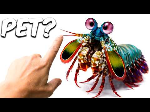 This Shrimp Can BREAK GLASS With a Single Punch!