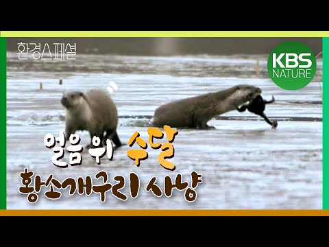 야생동물 겨울나기 고군분투기! / 환경스페셜 ‘얼음왕국의 생존자’ / KBS 20080402 방송