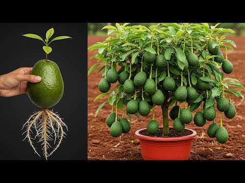 🥑 3 Tips for growing avocado trees from avocado in a pot at home easily