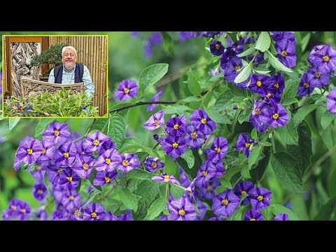 SIX MOIS DE FLEURS AVEC L’ARBRE À GENTIANES OU MORELLE DE RANTONNET. (Le Quotidien du Jardin N° 524)