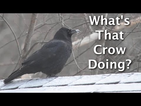 3 Cool Crow Behaviors In Winter
