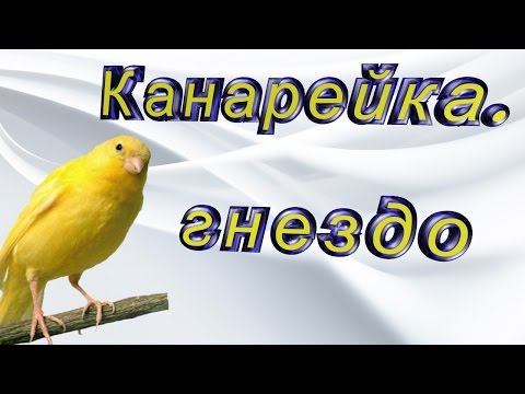 Гнездо канареек