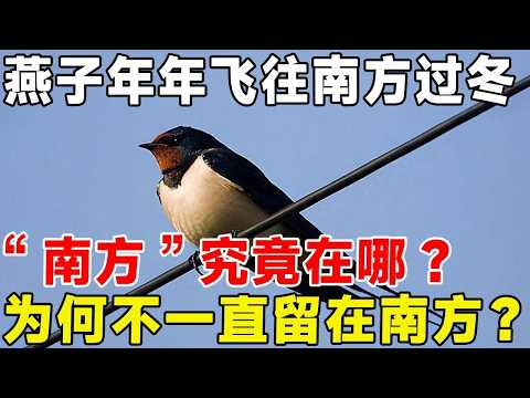 燕子年年飛往南方過冬,「南方」究竟在哪裡?為何不一直留在南部? #科普 #科普頻道#動物 #燕子