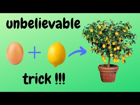☑️ how to grow lemon tree from seed 🍋 - unbelievable trick 🌳
