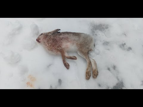 Выделка шкур ( на примере шкуры зайца).