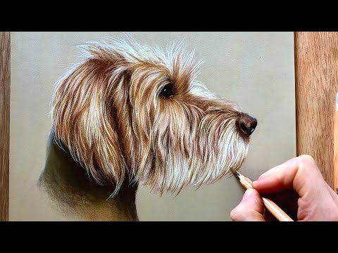 How to draw a pet portrait - Beginner step by step