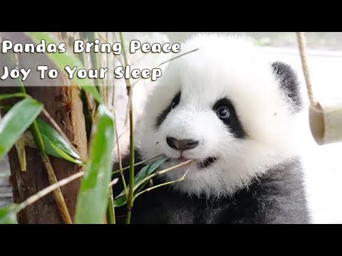 Black & White Cuties Bring Peace And Joy To Your Sleep | iPanda