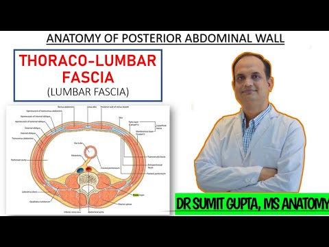THORACOLUMBAR FASCIA : Anatomy