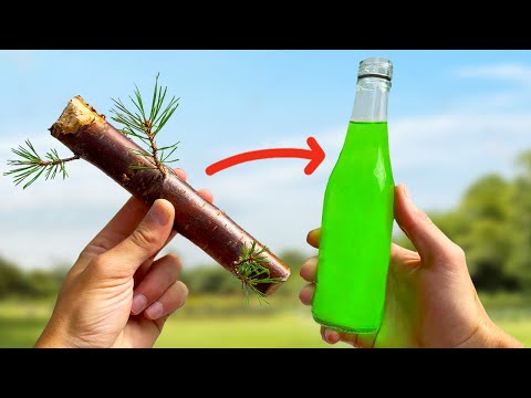 I Tried Turning a Tree into Soda
