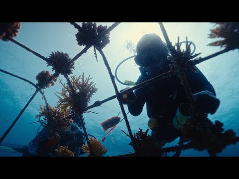 cinematic Film about Indonesian women restoring our reefs - To Love and Protect