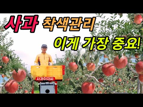 사과 착색관리에서 가장 중요한 것은? 탄수화물 공장인 잎 관리 I 적엽과 도장지 관리는 어떻게 해야하나?