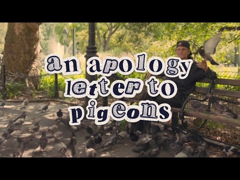 An Apology Letter to Pigeons