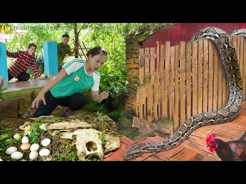 TIMELAPSE : Píton Gigante Se Aproxima Das Galinhas — E Depois?