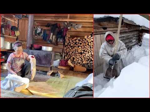 life of north hobbits in small wooden huts in a forest. reindeer people. khanty