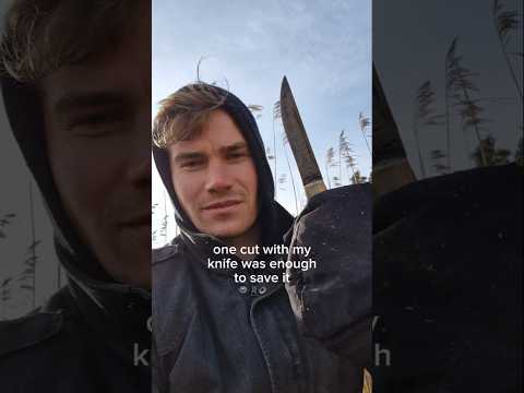 Saving a bird trapped in fishing line #offgridliving