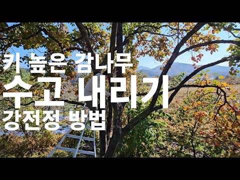 키 높은 감나무(둥시/대봉) 수고 내리기 강전정 방법 20231029