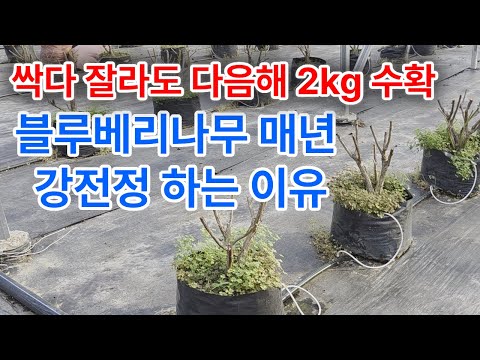 신품종 블루베리나무 매년 강전정 하는 이유, 열매 수확량은 그대로!!