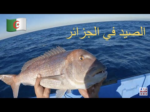 صيد الاسماك في الجزائر 11 و 12 نوفمبر 2025 la pèche en Algérie au vif (sépia)