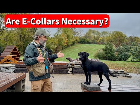 Are E-Collars Necessary or Useful for Training Labrador Retrievers?