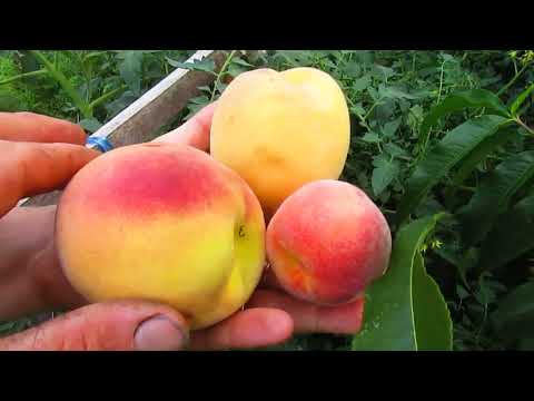 КАК СДЕЛАТЬ ПЕРСИКИ КРУПНЕЕ НЕ НАВРЕДИВ ДЕРЕВУ.
