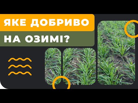 Яке добриво на озимі?