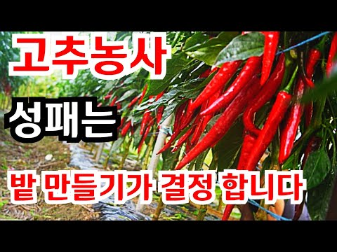 Making a pepper patch determines success or failure