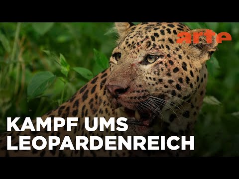 Die Leoparden-Dynastie - Aufstieg eines Prinzen | ARTE Fernweh
