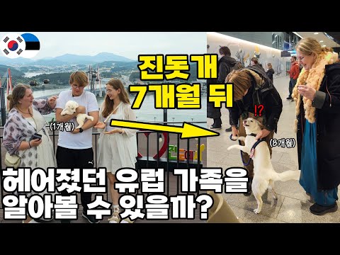 새끼 때 헤어진 유럽가족을 7개월만에 만난 진돗개의 반응