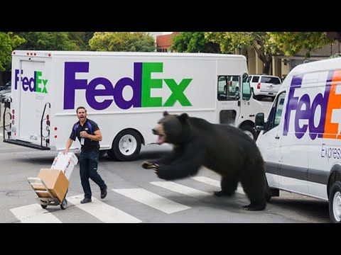 Delivery Drivers vs Animals | When Things Go Wrong