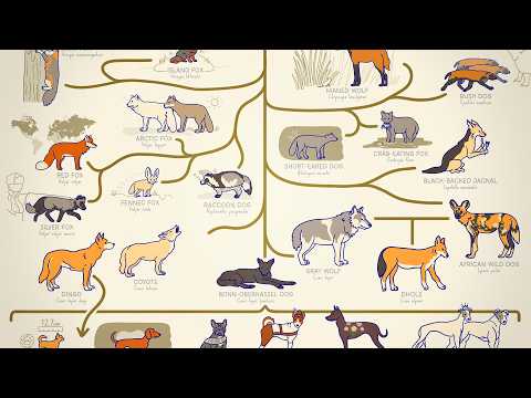 ALL THE DOGS, EXPLAINED
