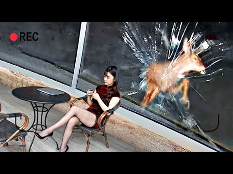 當身邊的動物在鏡頭裏、它給了你一個驚喜！(꜆꜄꜆//˙꒳˙//)꜆꜄꜆