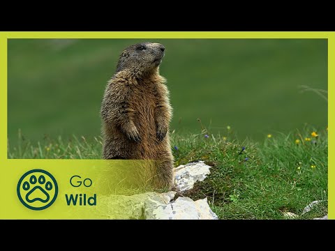 The Jura Mountains | Wild Faces of Switzerland | Go Wild