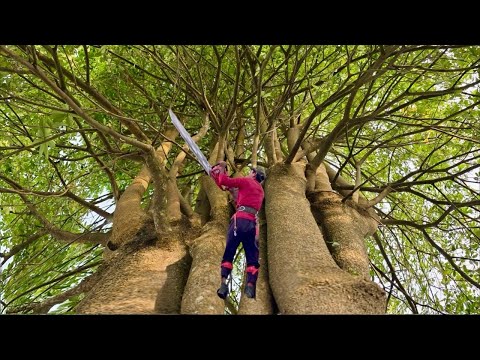 Cưa cây hoa sữa siêu khủng ,Chưa từng thấy . khó cưa hạ . Cưa cây kỷ thuật cao 