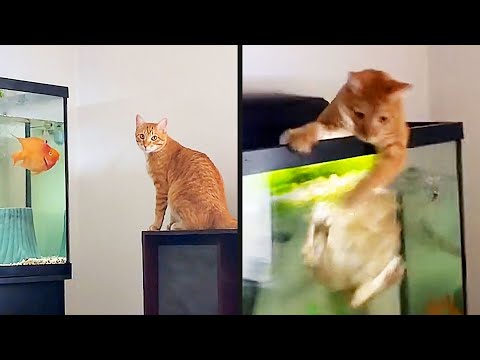 The Intrusive Thoughts Won