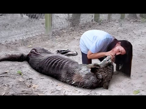 50 Times When Humans Gave Animals Help & Kindness !