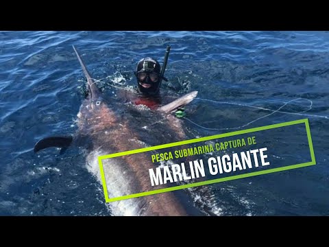 🦈✅🔝Pesca Submarina Marlin GIGANTE de 181kg en Ecuador🔝Spearfishing 400lb Black Marlin 😱SUSCRIBETE
